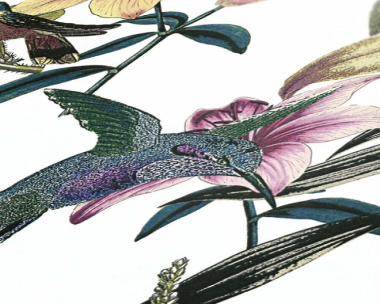 farebná tapeta s kolibríkom